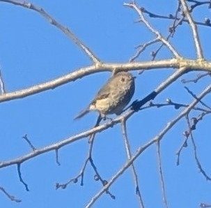 Brown Thornbill