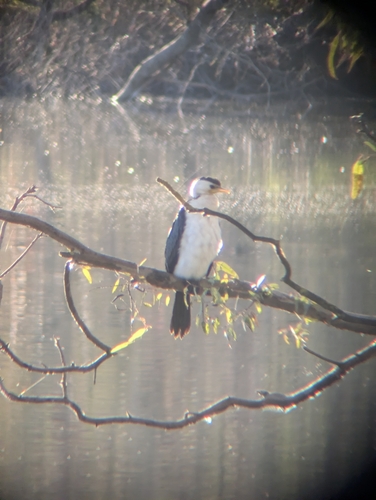 Little Pied Cormorant
