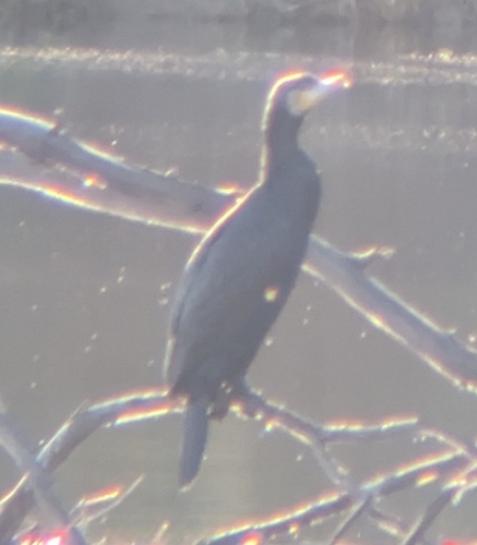 Great Cormorant