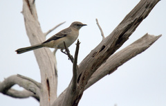 Mimus polyglottos image