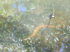 Nerodia sipedon sipedon