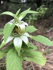 Monarda stanfieldii