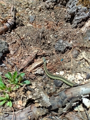 Thamnophis errans