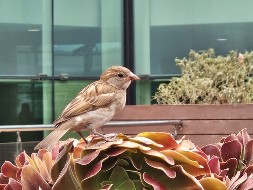 House Sparrow
