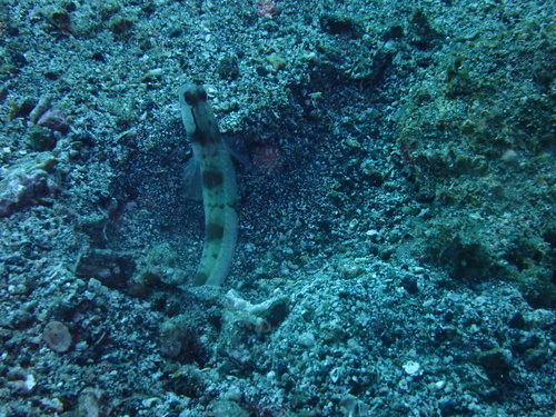 Amblyeleotris gymnocephala observed 2026-08-22