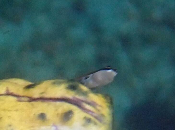 Twinspot Blenny