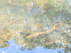 Nerodia sipedon sipedon