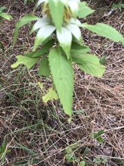 Monarda stanfieldii