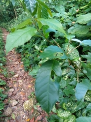 Trichostigma octandrum