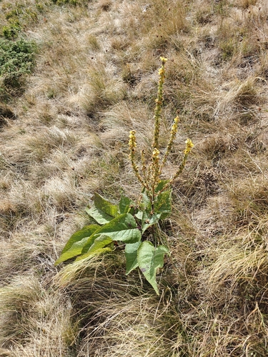 Dark Mullein