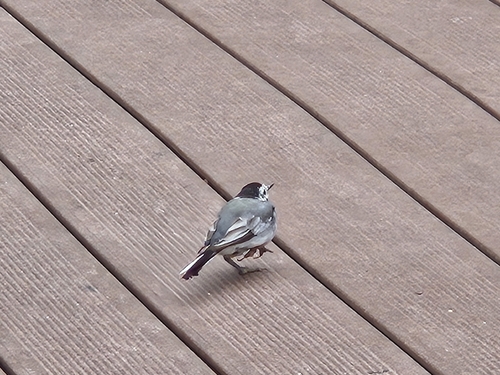 White Wagtail