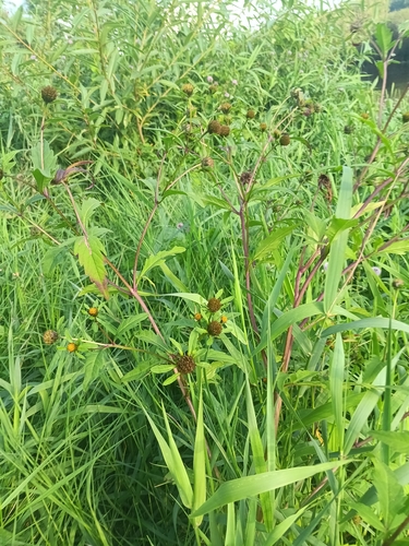 Three-parted Beggarticks