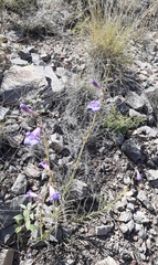 Penstemon dasyphyllus