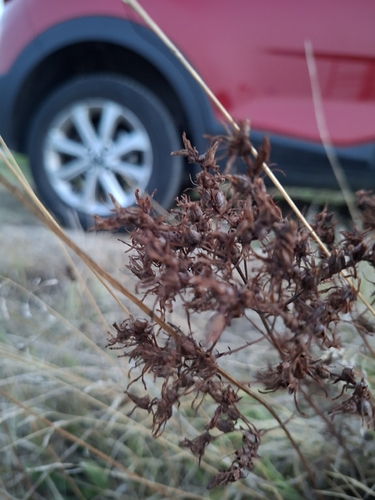 Common St. John's Wort