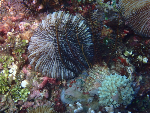 Danafungia observed 2026-08-22