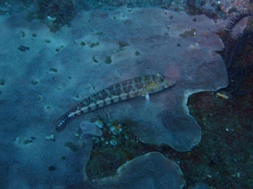 Parapercis xanthozona observed 2026-08-22