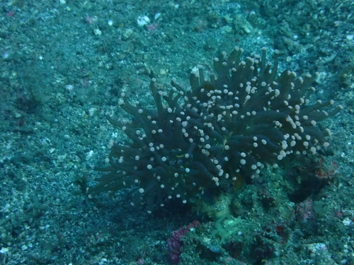 Euphyllia glabrescens observed 2026-08-22