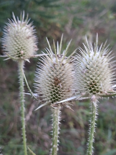 cutleaf teasel