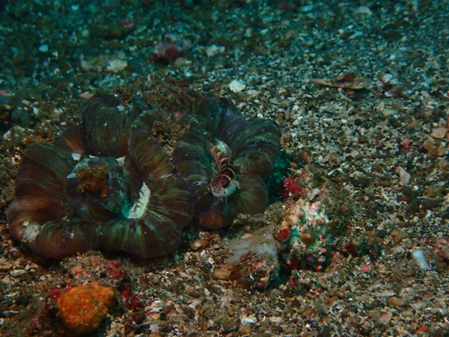 Trachyphyllia geoffroyi observed 2026-08-22