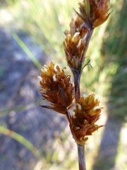 Thamnochortus spicigerus