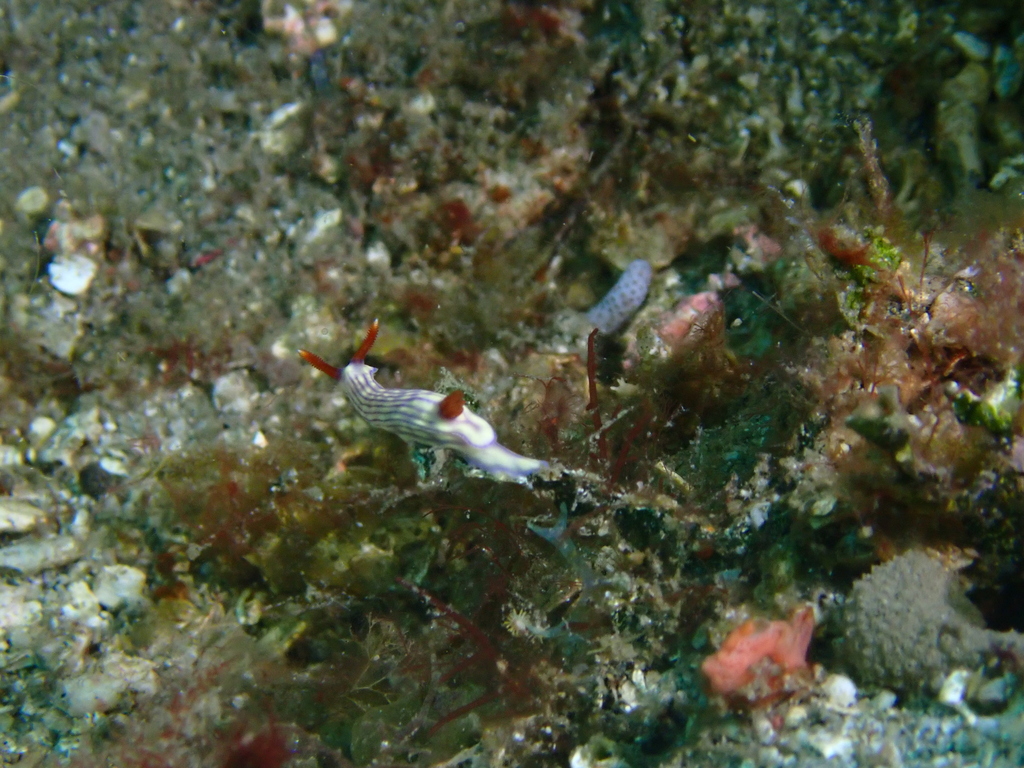 Bumpy Split-tooth Dorid