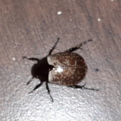 Callistethus cupricollis