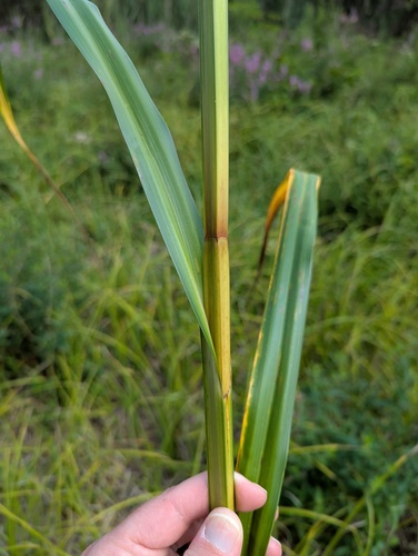 Bolboschoenus fluviatilis, photograph 6