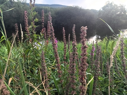 purple loosestrife