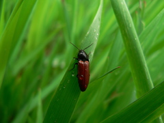 Ampedus rufipennis