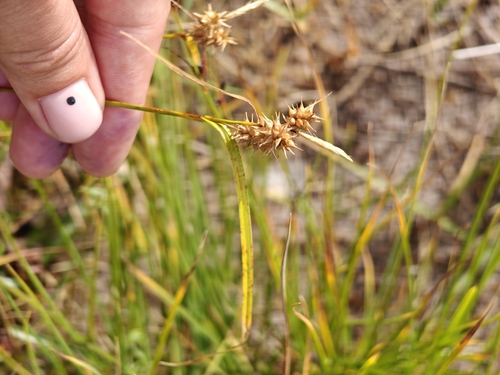 yellow-green sedge