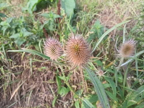 wild teasel