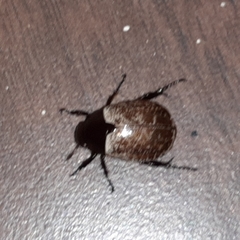 Callistethus cupricollis