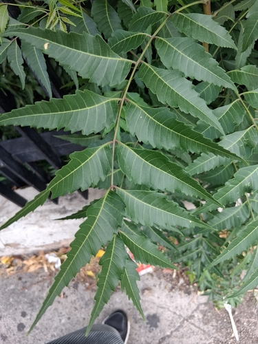 Neem