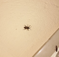 Mechistocerus