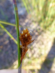 Thamnochortus spicigerus