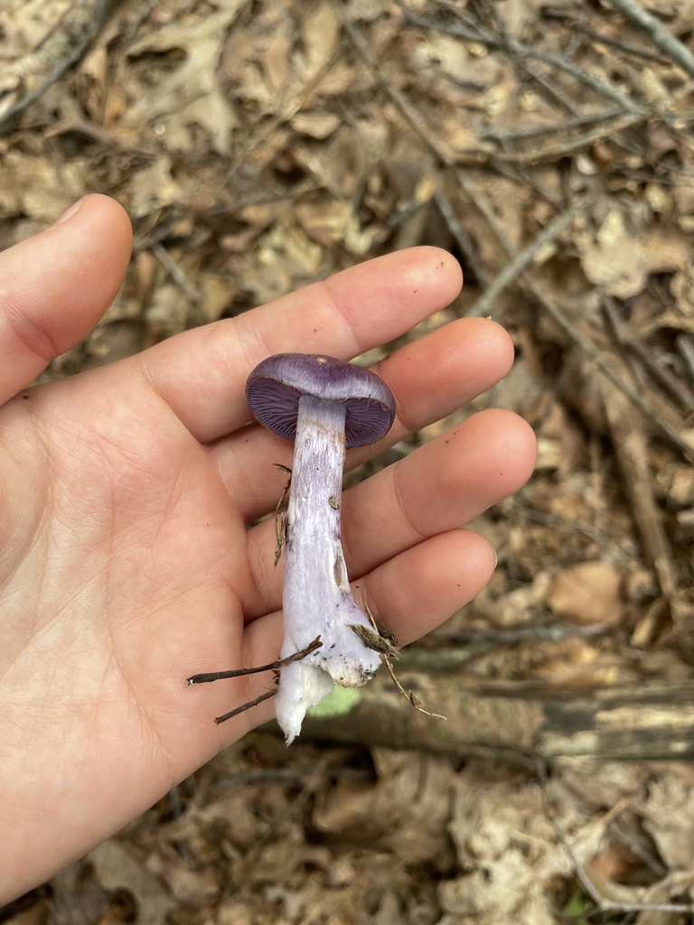 Viscid Violet Cort · August 2026 · photo: Photo: (c) Leyla, some rights reserved (CC BY) · iNaturalist