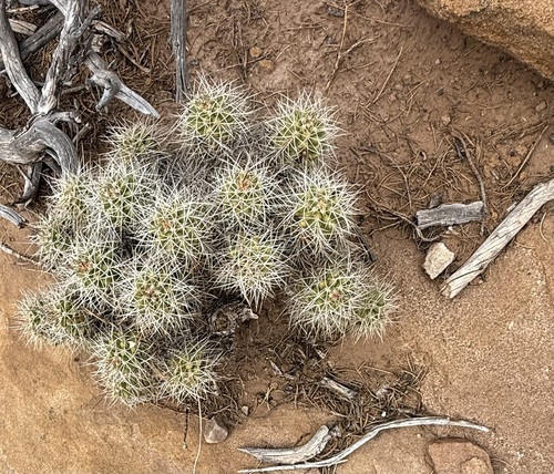 Mojave Kingcup Cactus