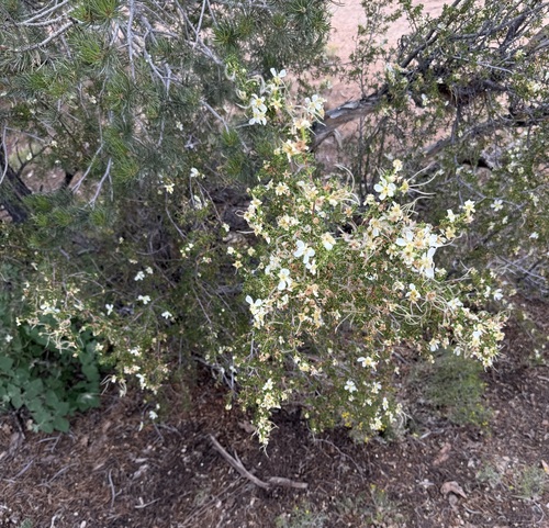 Stansbury's Cliffrose