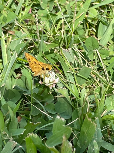 Fiery Skipper