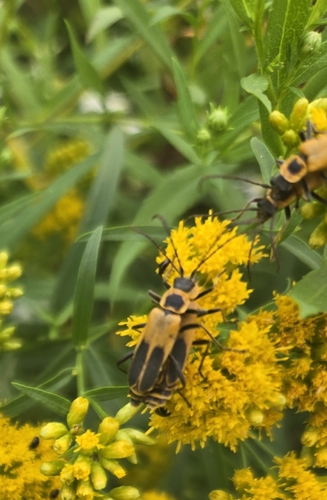 Goldenrod Soldier Beetle