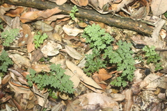 Asplenium dareoides