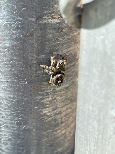 Bold Jumping Spider
