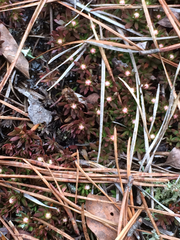 Pyxidanthera barbulata