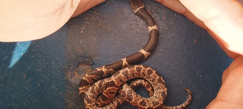 Photo of a La Villa's Snail-eater (Dipsas lavillai)