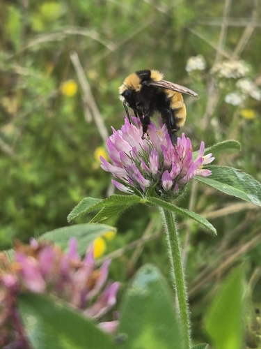Northern Amber Bumble Bee