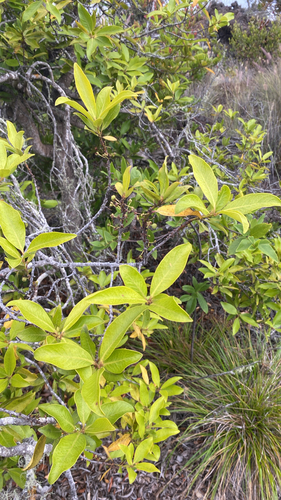 Myrsine lanaiensis observed 2026-07-17