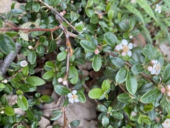 Cotoneaster dammeri
