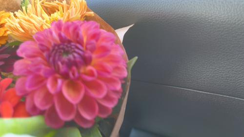 Garden Dahlia