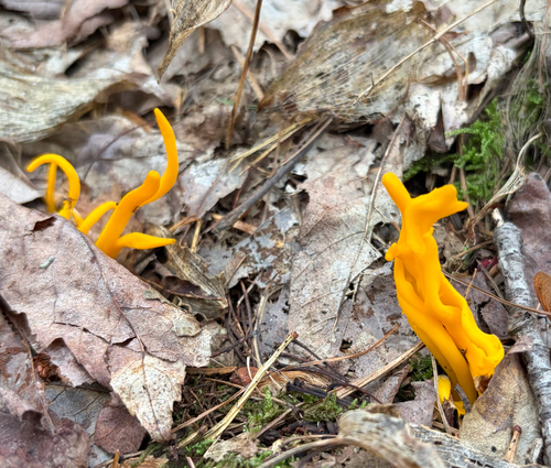 Golden Spindles