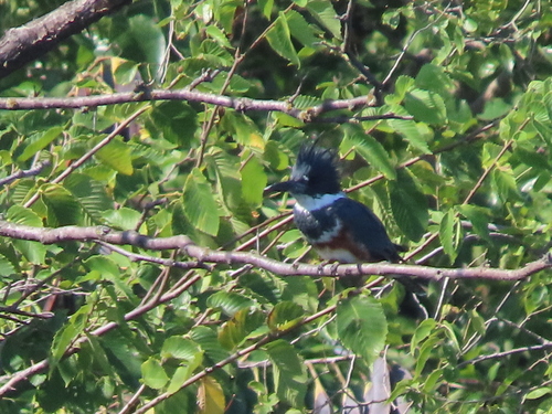 Belted Kingfisher